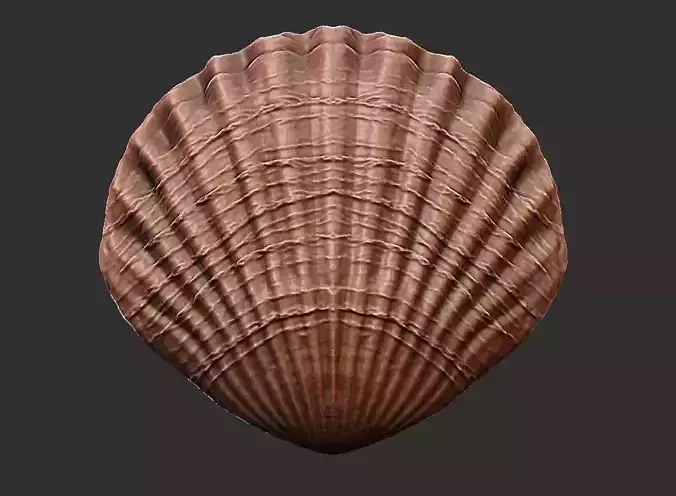 SEA FOSSIL - SHELL 3D print model