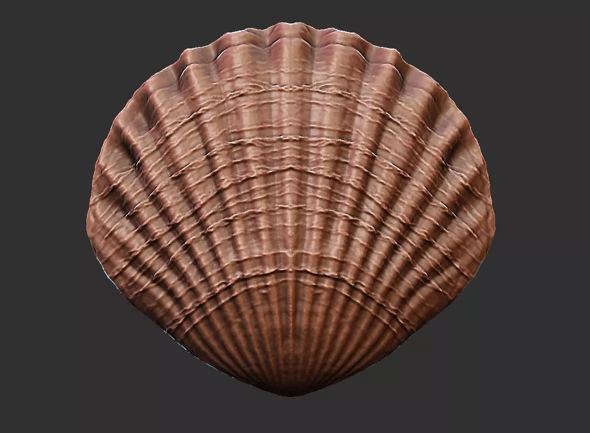 SEA FOSSIL - SHELL 3D print model_0