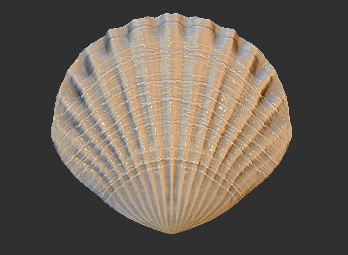 SEA FOSSIL - SHELL 3D print model_4