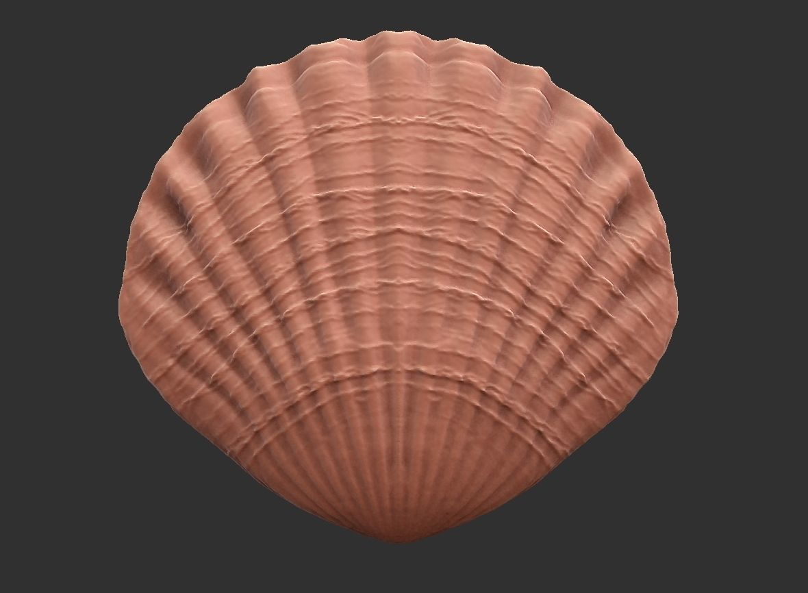 SEA FOSSIL - SHELL 3D print model_6