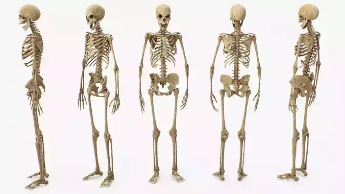 Worn Skeleton character 3D model