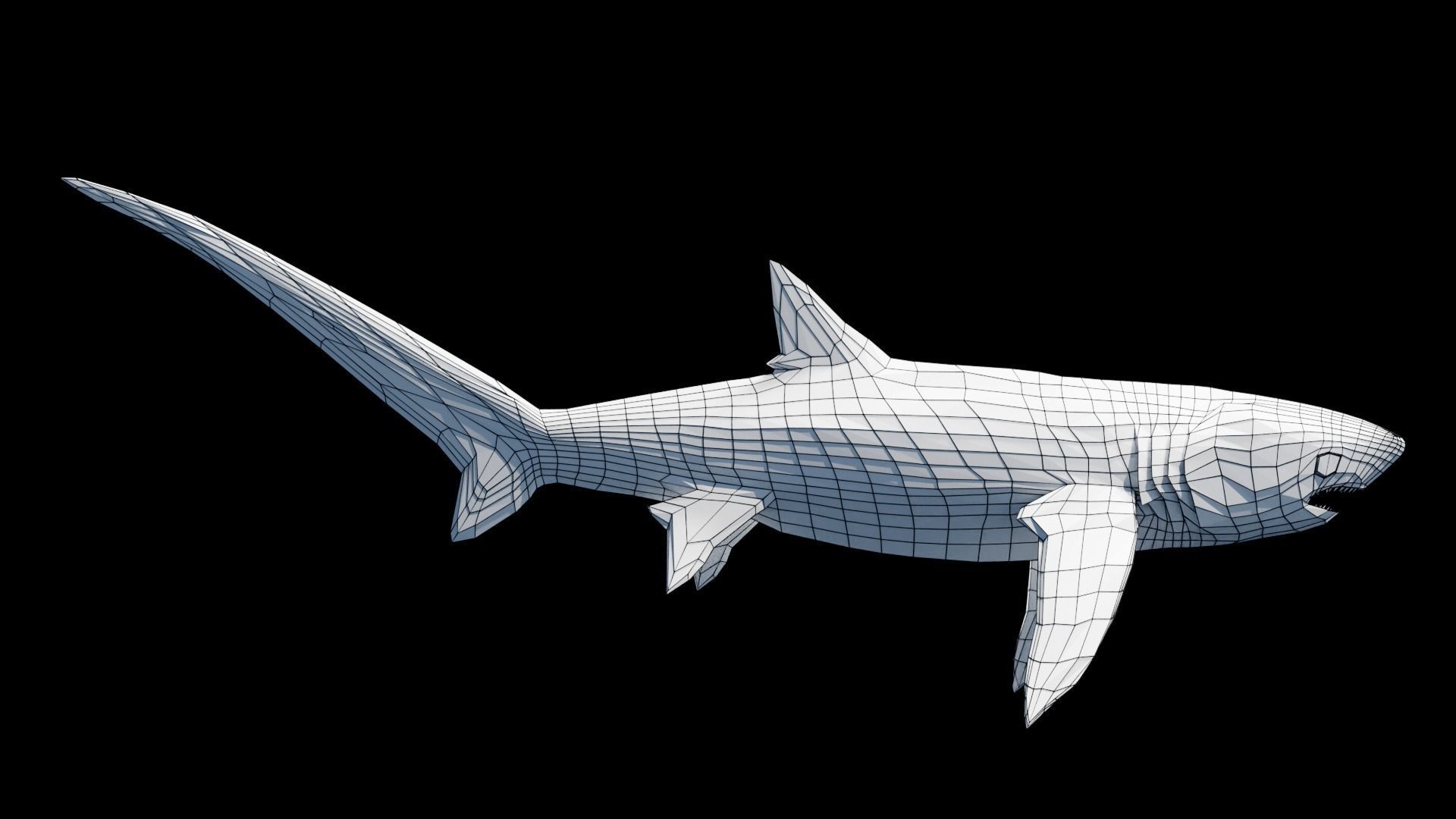 Animated Thresher Shark Low-poly 3D model_14