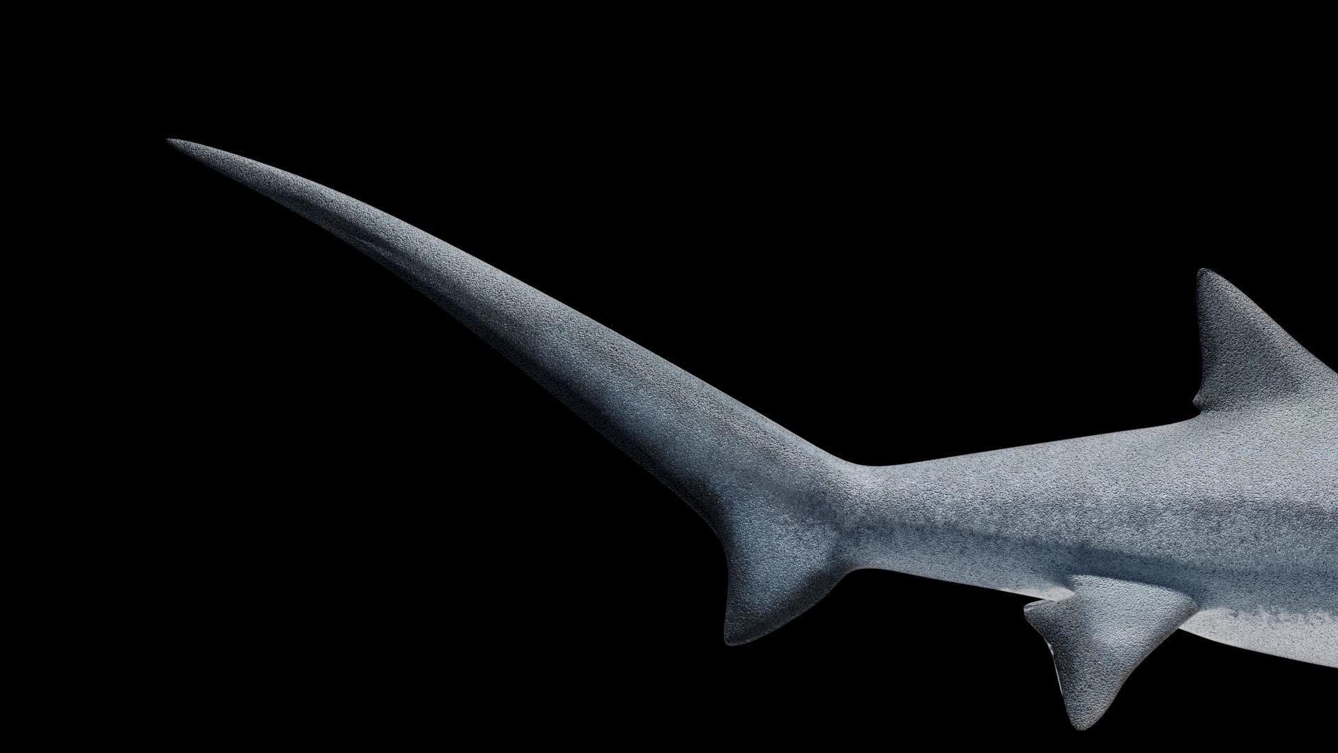 Animated Thresher Shark Low-poly 3D model_13