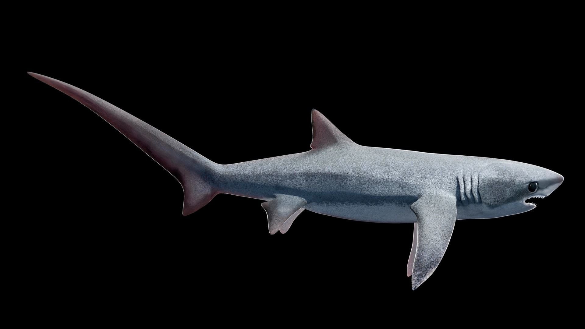 Animated Thresher Shark Low-poly 3D model_11