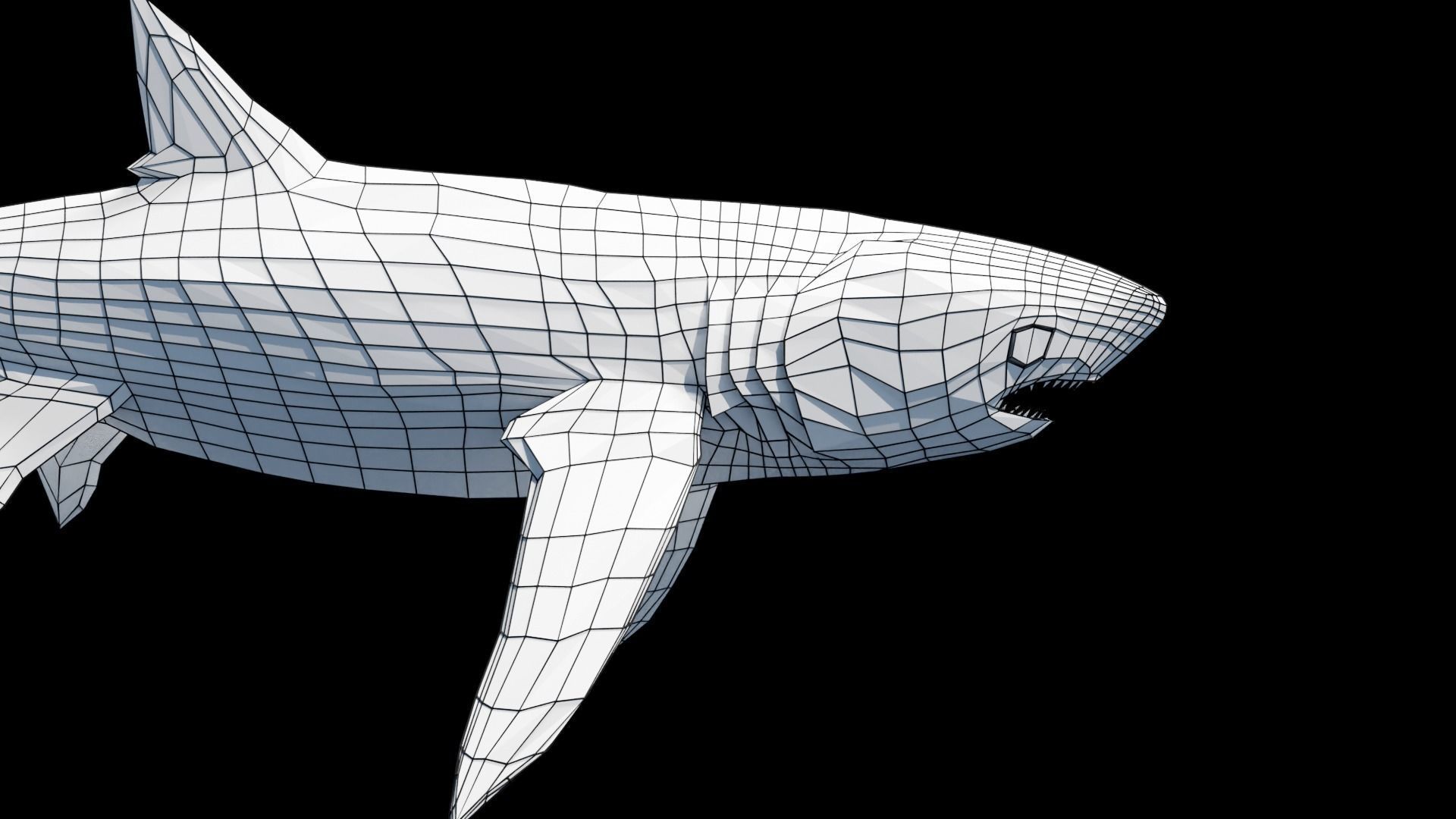 Animated Thresher Shark Low-poly 3D model_8
