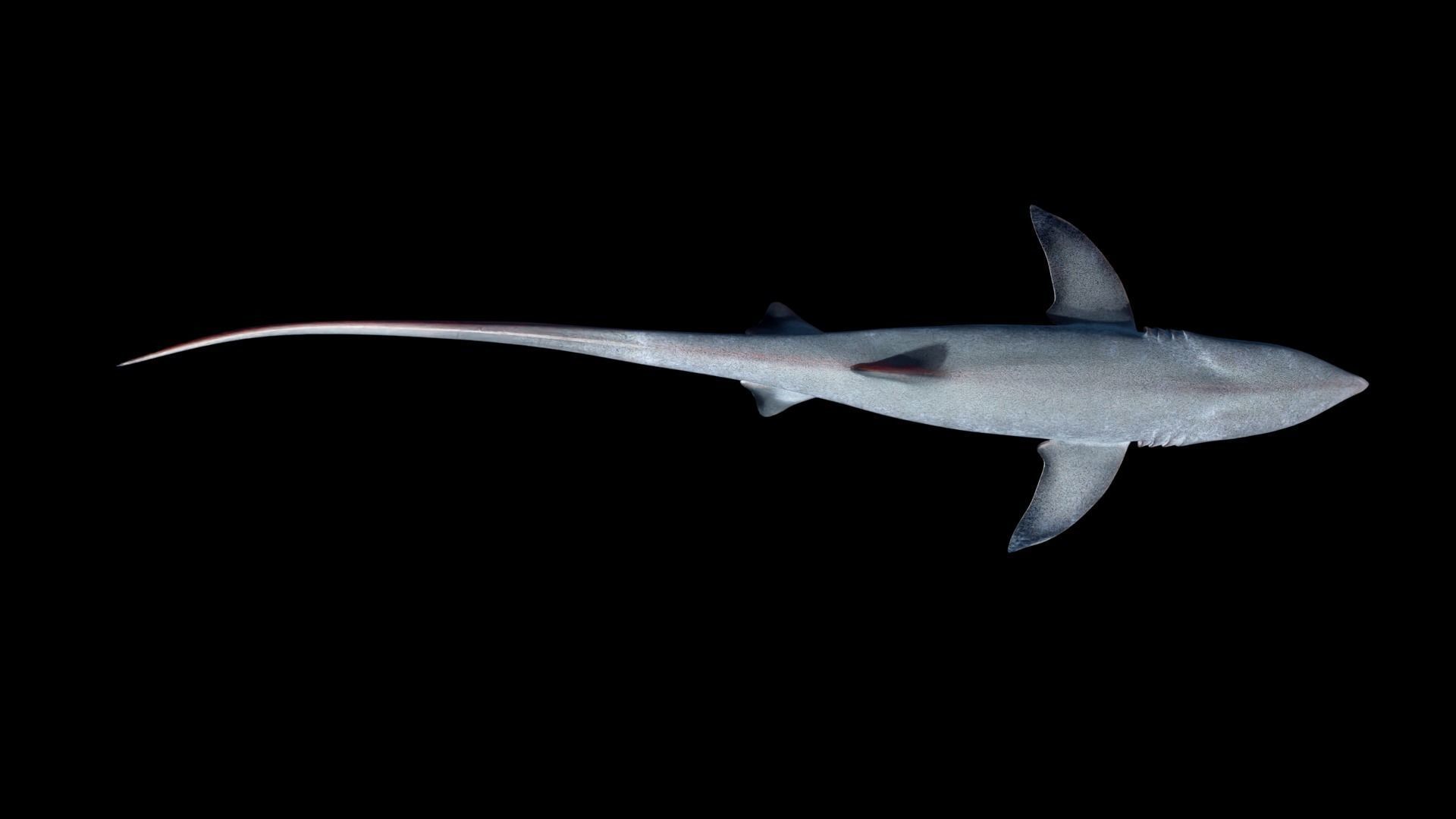 Animated Thresher Shark Low-poly 3D model_9