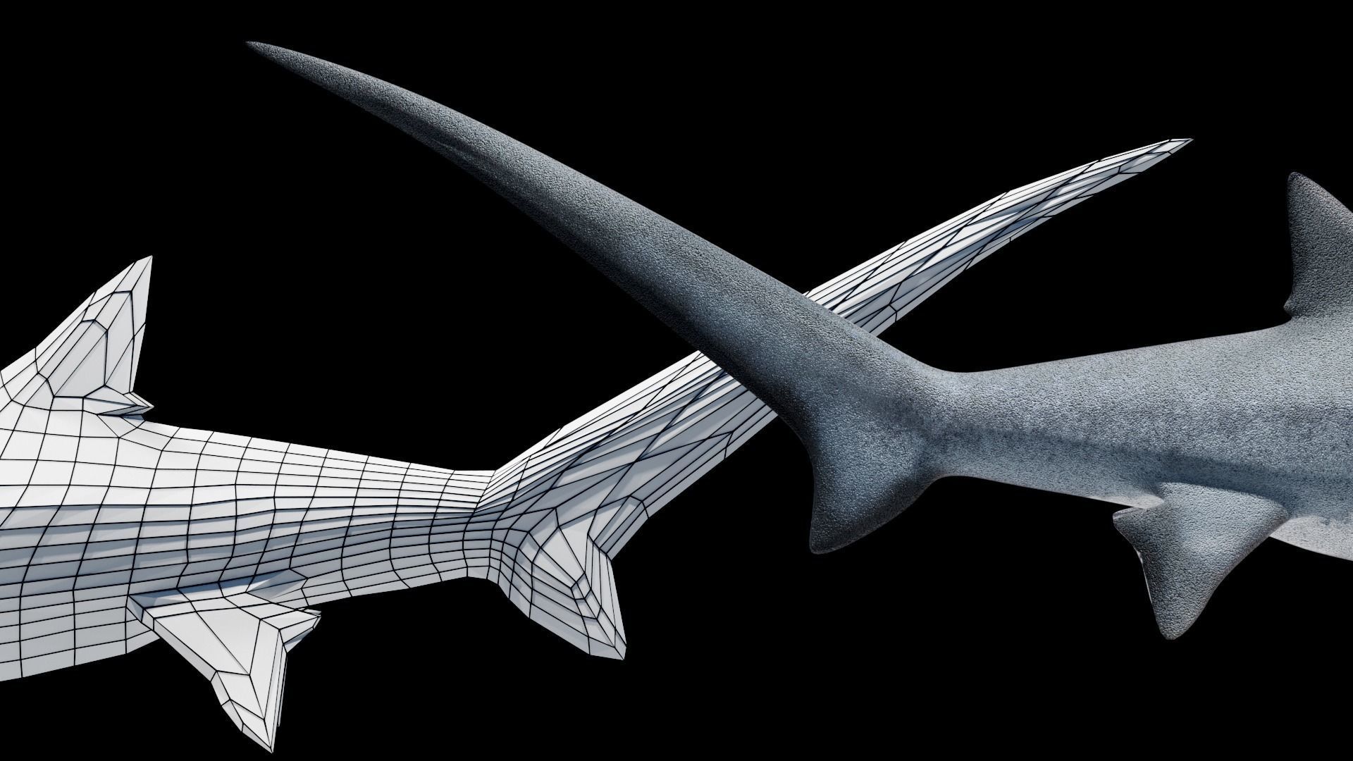Animated Thresher Shark Low-poly 3D model_4