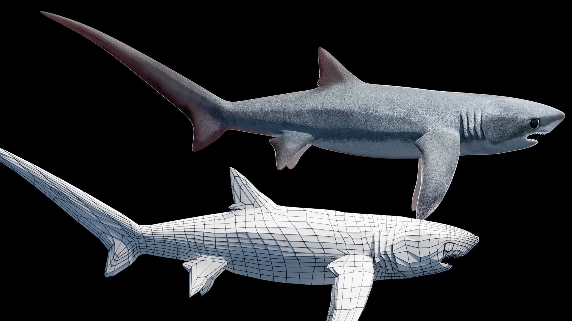 Animated Thresher Shark Low-poly 3D model_2