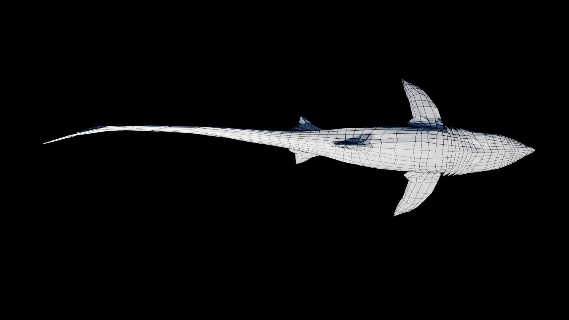 Animated Thresher Shark Low-poly 3D model_10