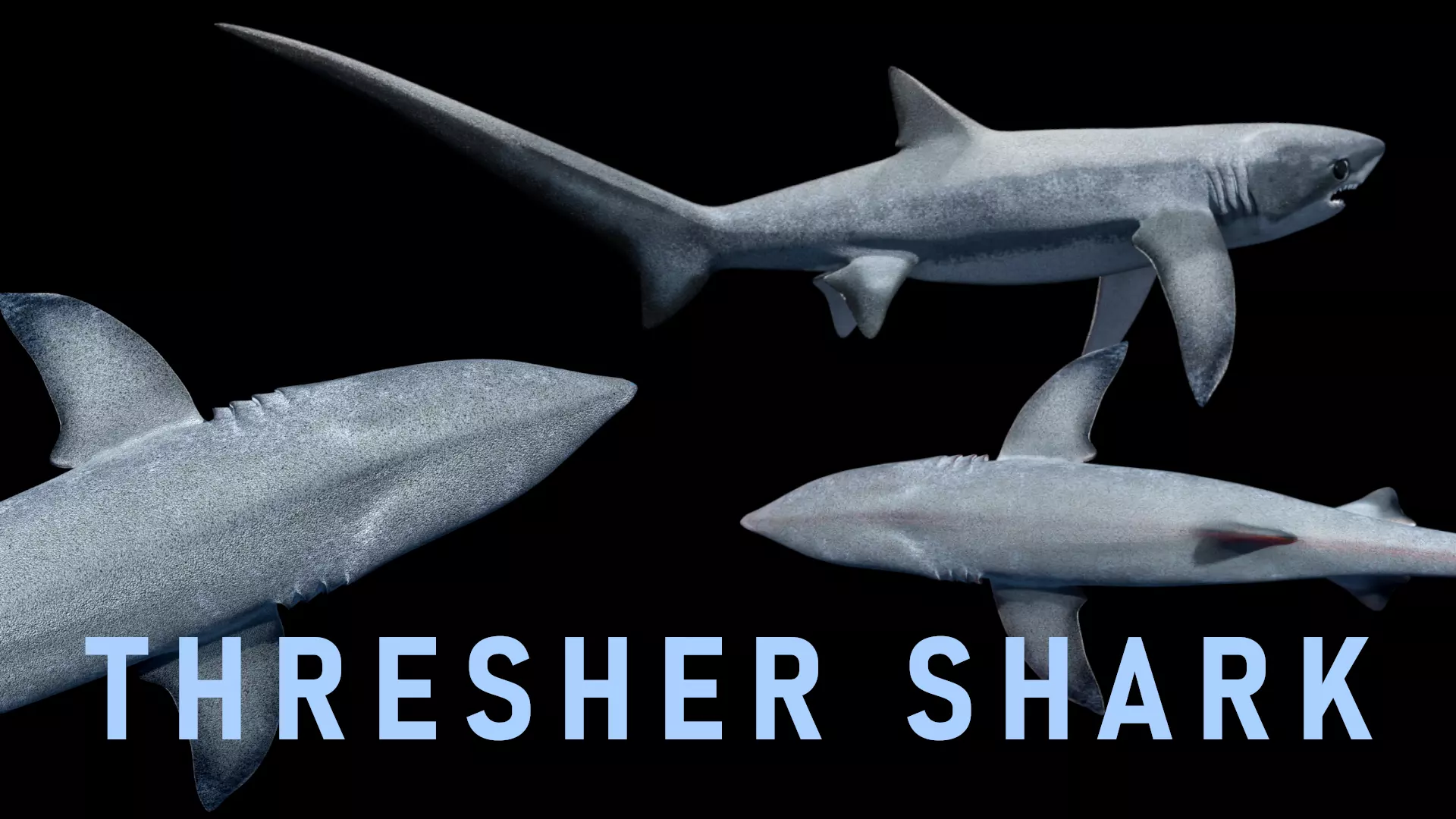 Animated Thresher Shark Low-poly 3D model_0