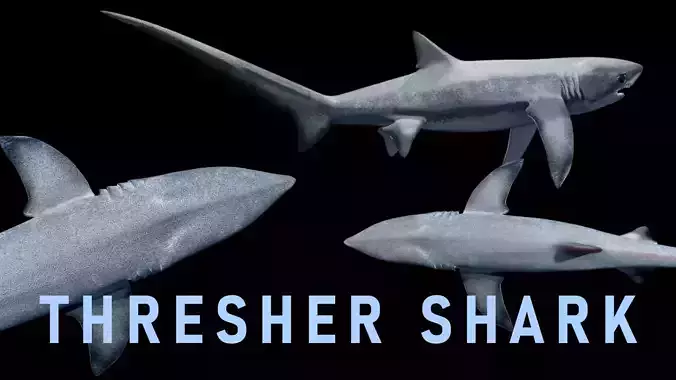 Animated Thresher Shark Low-poly 3D model