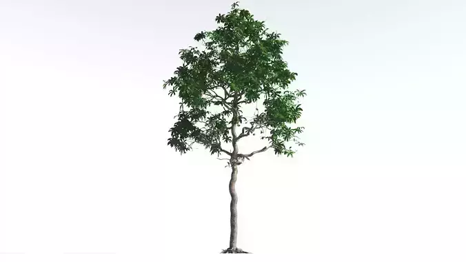 EVERYPlant Glossopteris 4 --20 Models-- 3D model