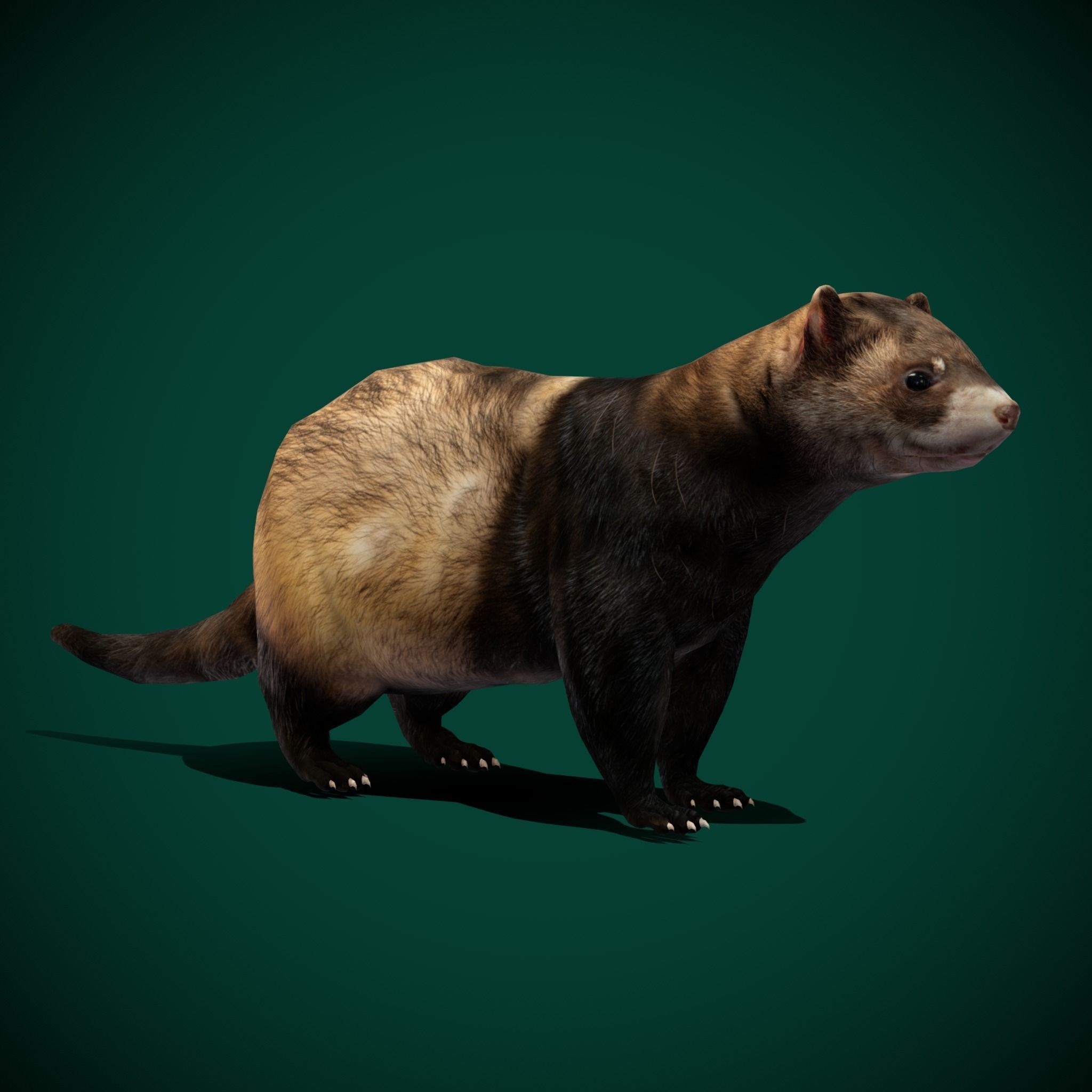 European Polecat  Low-poly 3D model_2