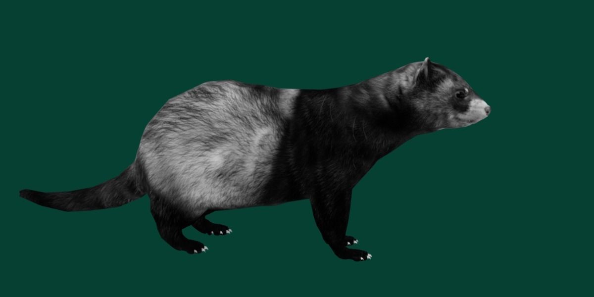 European Polecat  Low-poly 3D model_18