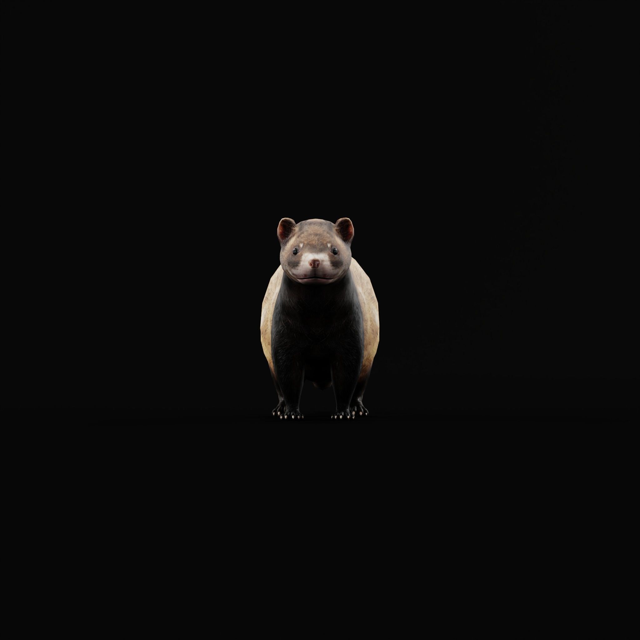 European Polecat  Low-poly 3D model_21