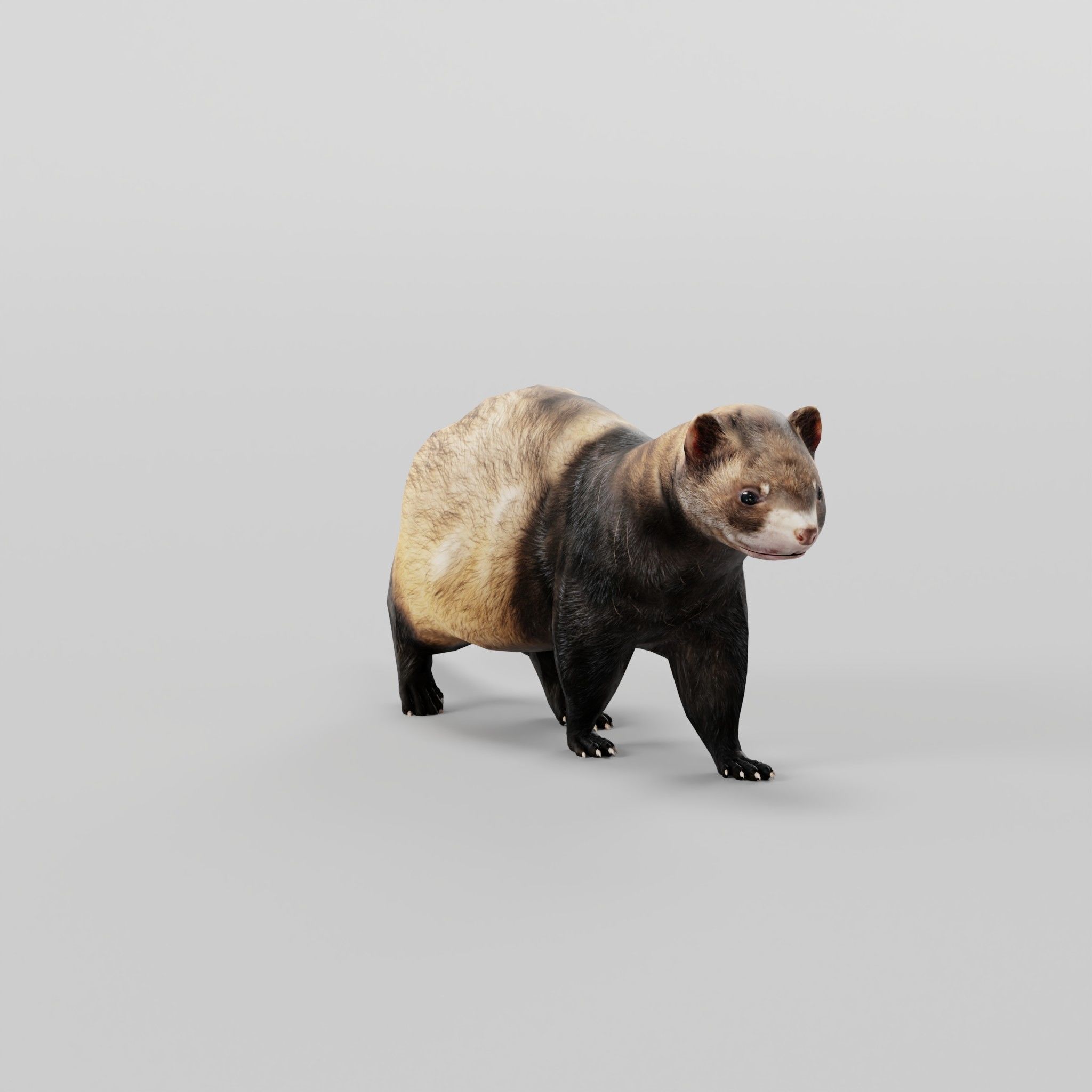 European Polecat  Low-poly 3D model_26