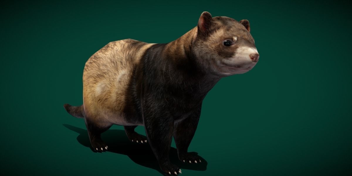 European Polecat  Low-poly 3D model_12