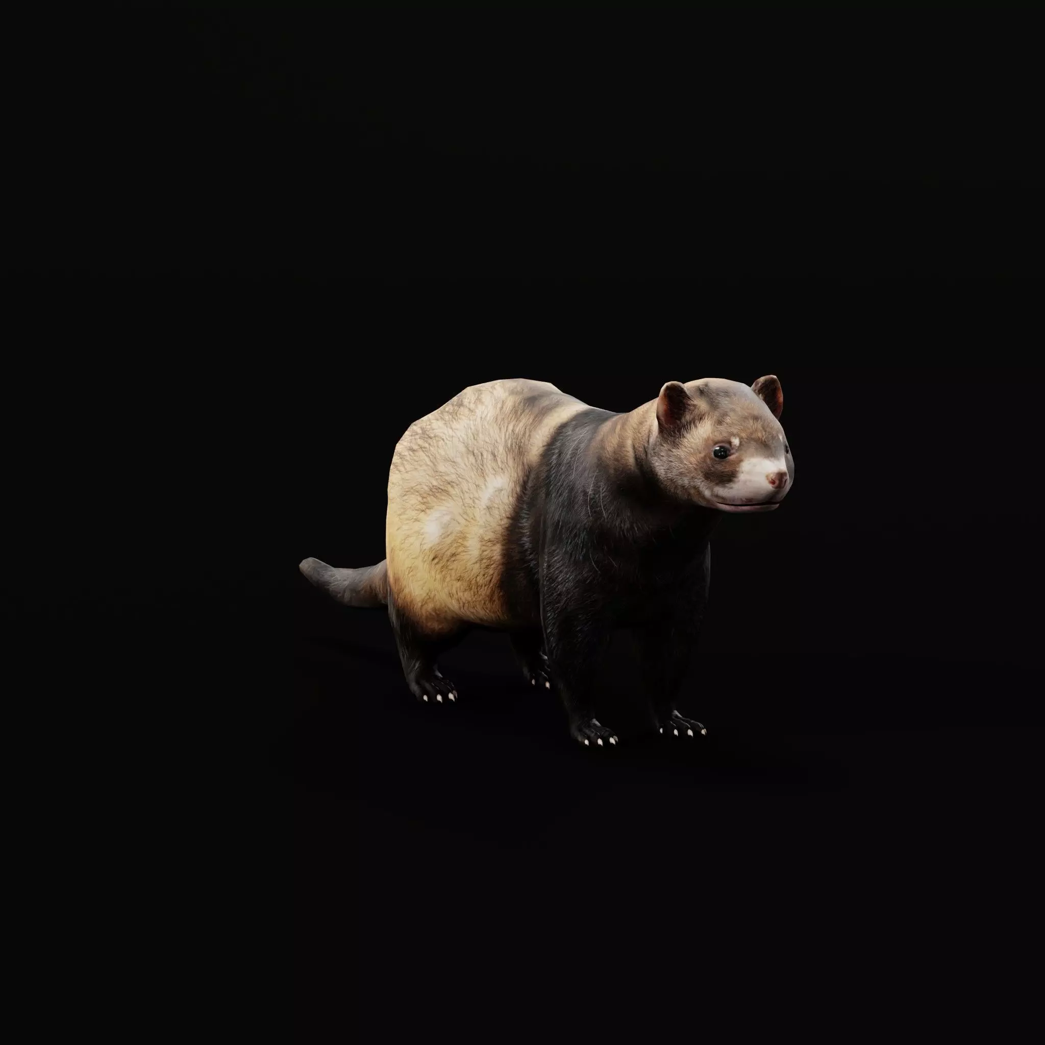 European Polecat  Low-poly 3D model_0