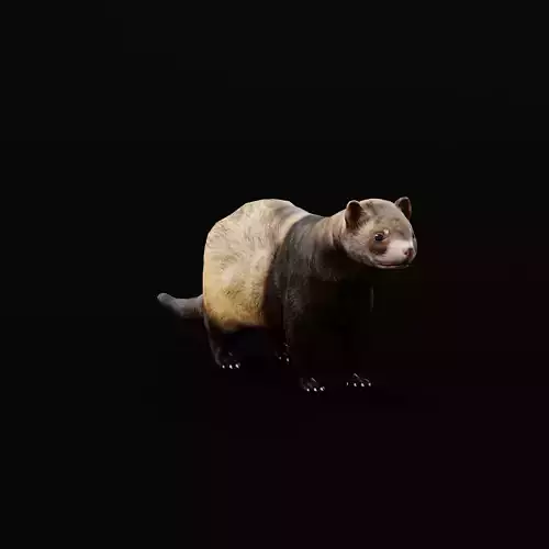 European Polecat  Low-poly 3D model