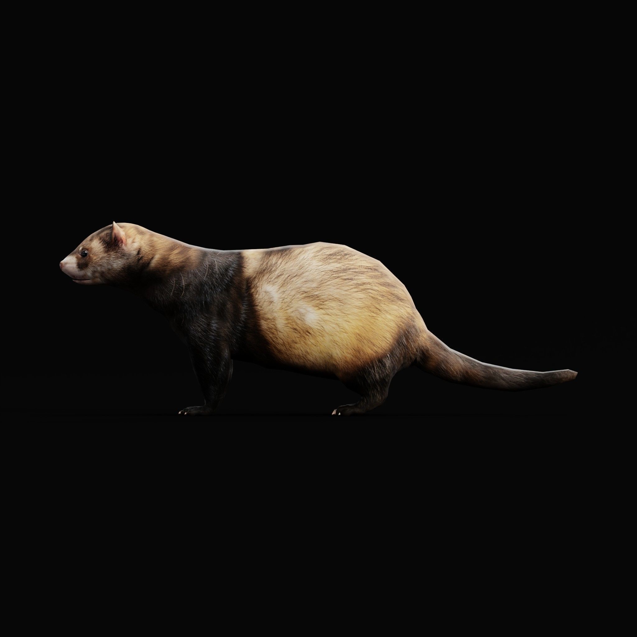 European Polecat  Low-poly 3D model_22