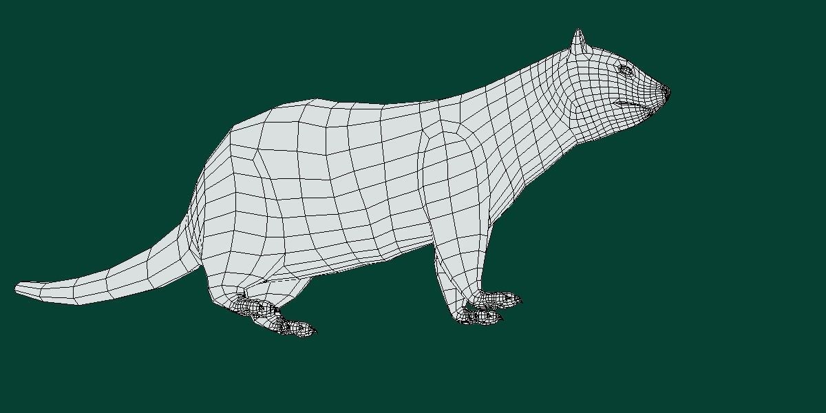 European Polecat  Low-poly 3D model_7