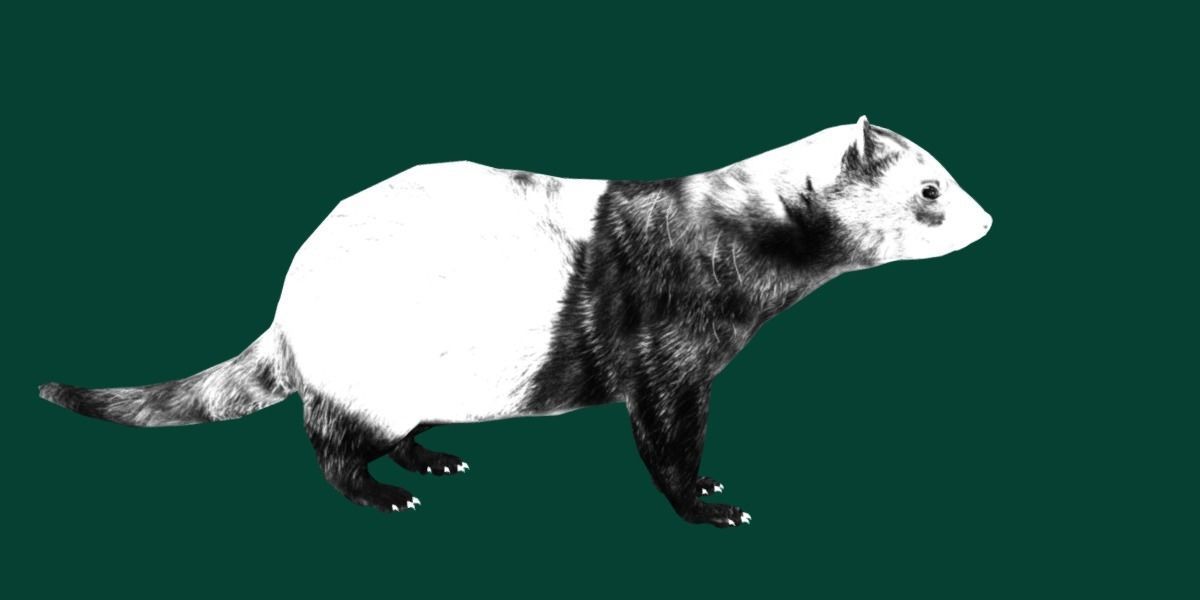 European Polecat  Low-poly 3D model_17