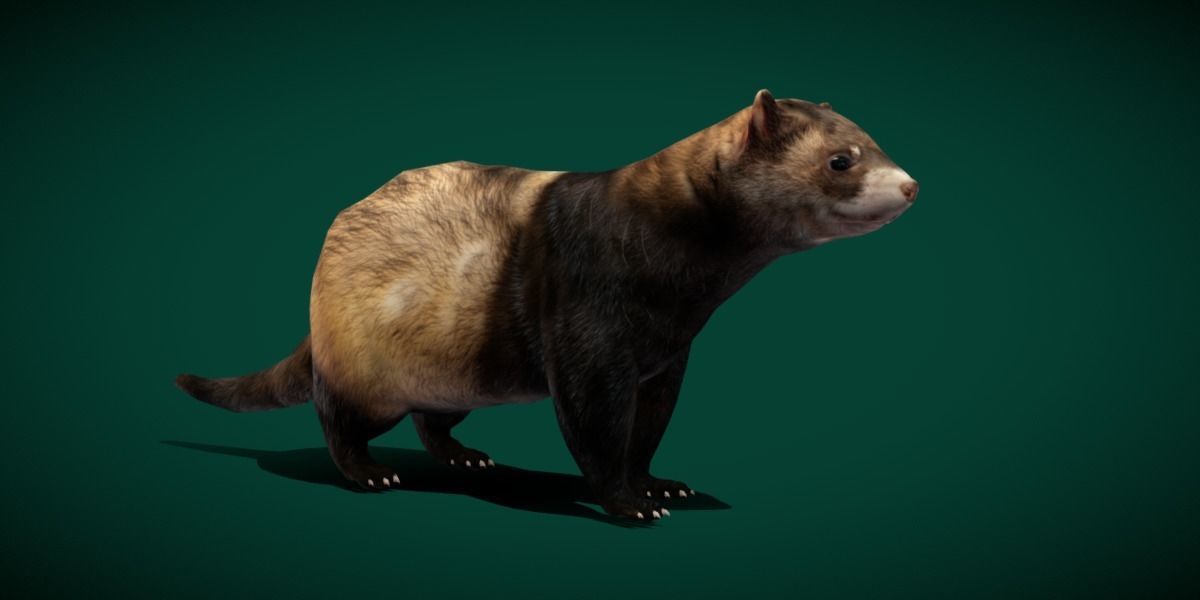 European Polecat  Low-poly 3D model_20