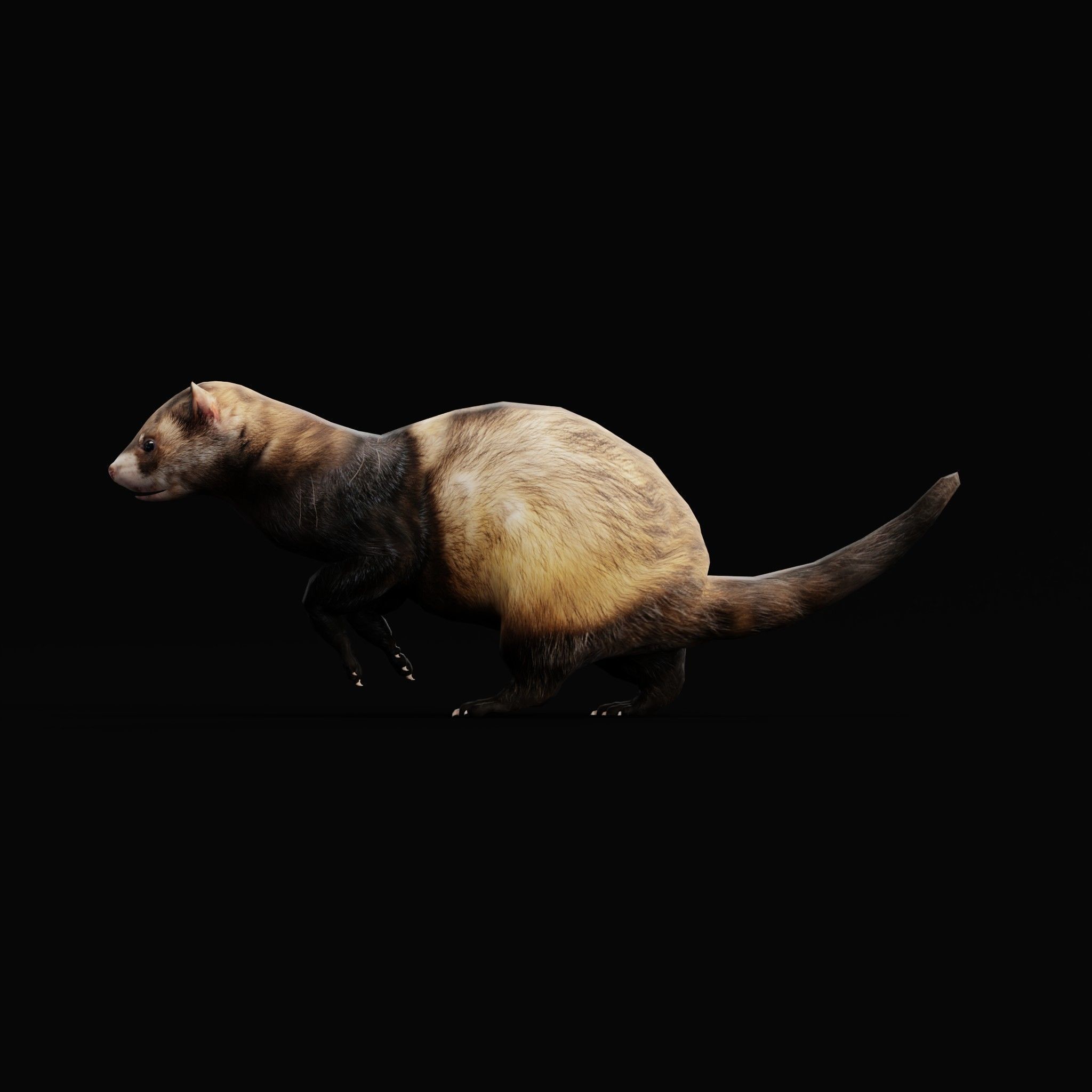 European Polecat  Low-poly 3D model_24