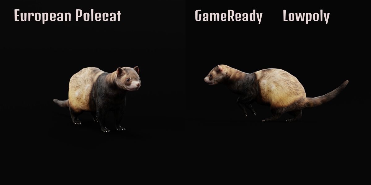 European Polecat  Low-poly 3D model_3