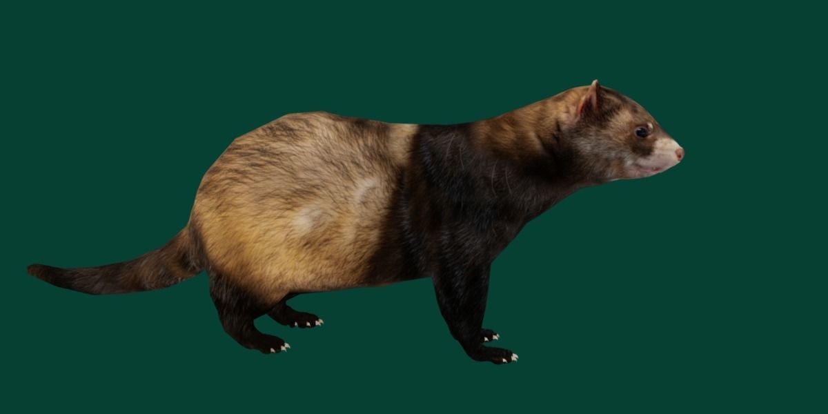 European Polecat  Low-poly 3D model_15