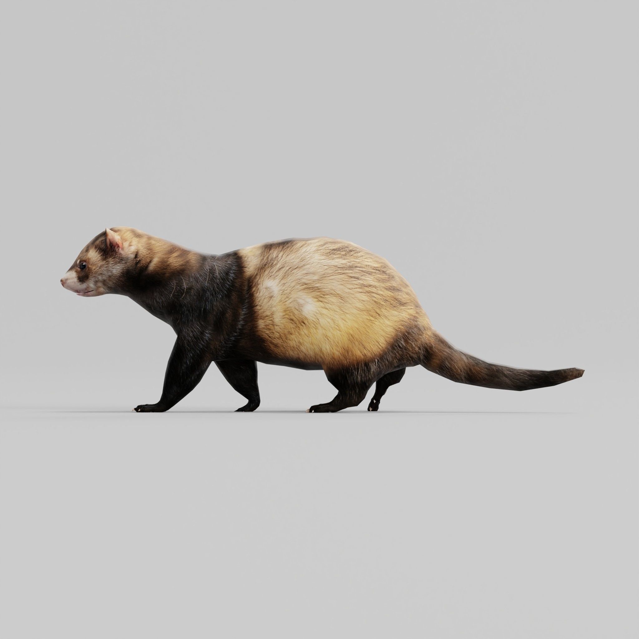 European Polecat  Low-poly 3D model_25