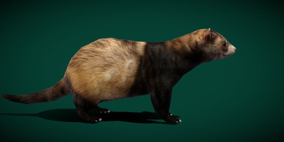 European Polecat  Low-poly 3D model_4