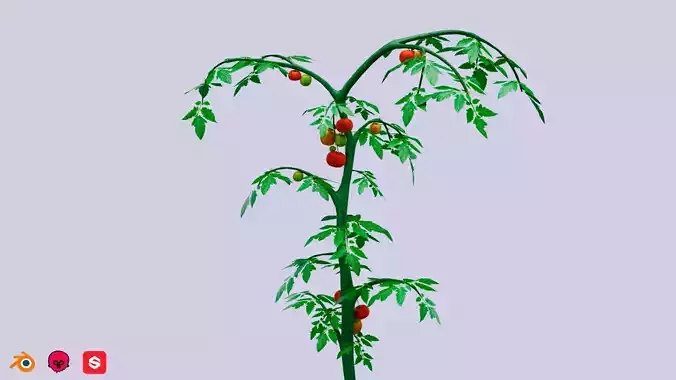 Tomato bush