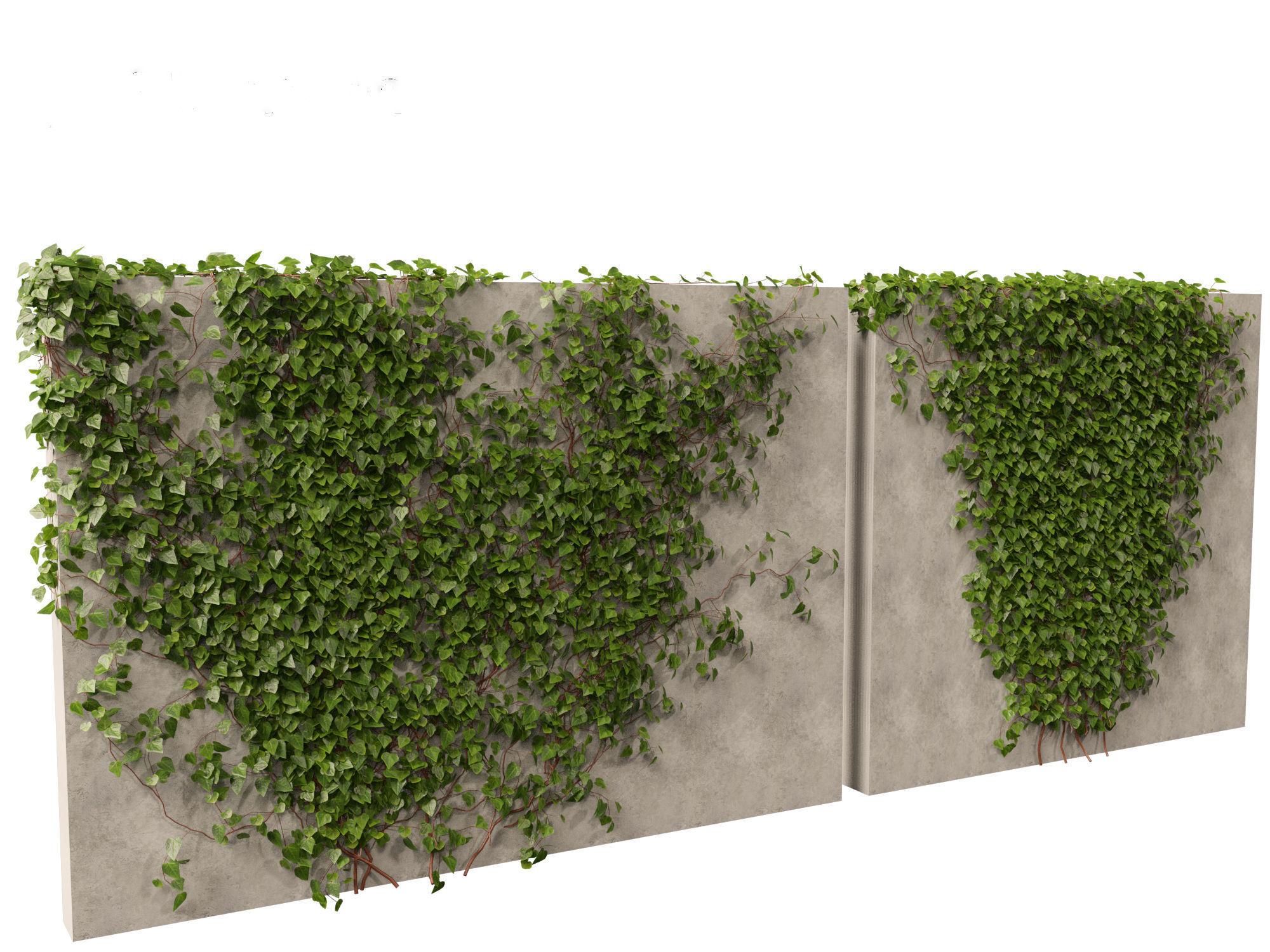 Hedera canariensis - Canarian ivy 3D model_9