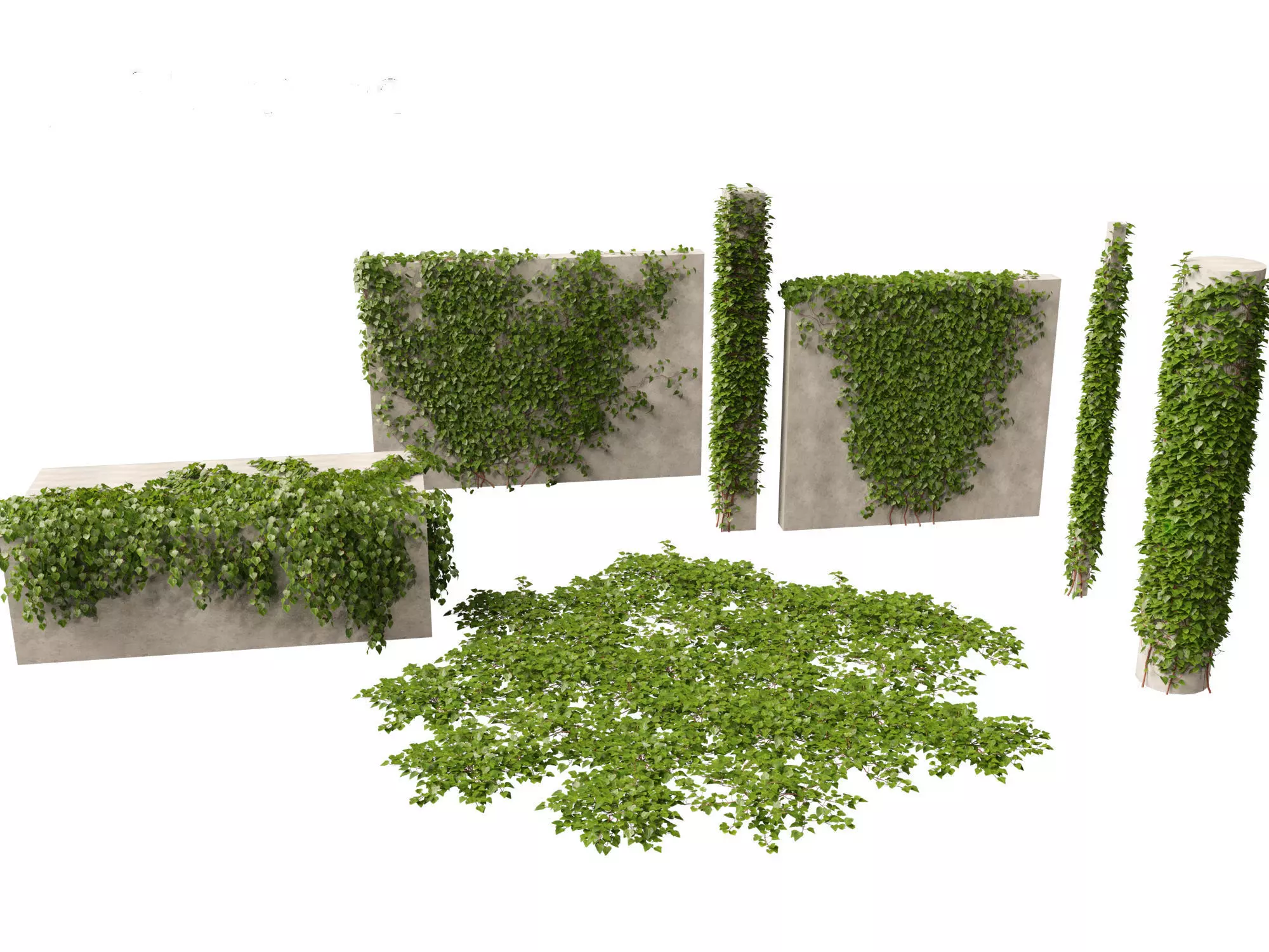 Hedera canariensis - Canarian ivy 3D model_0