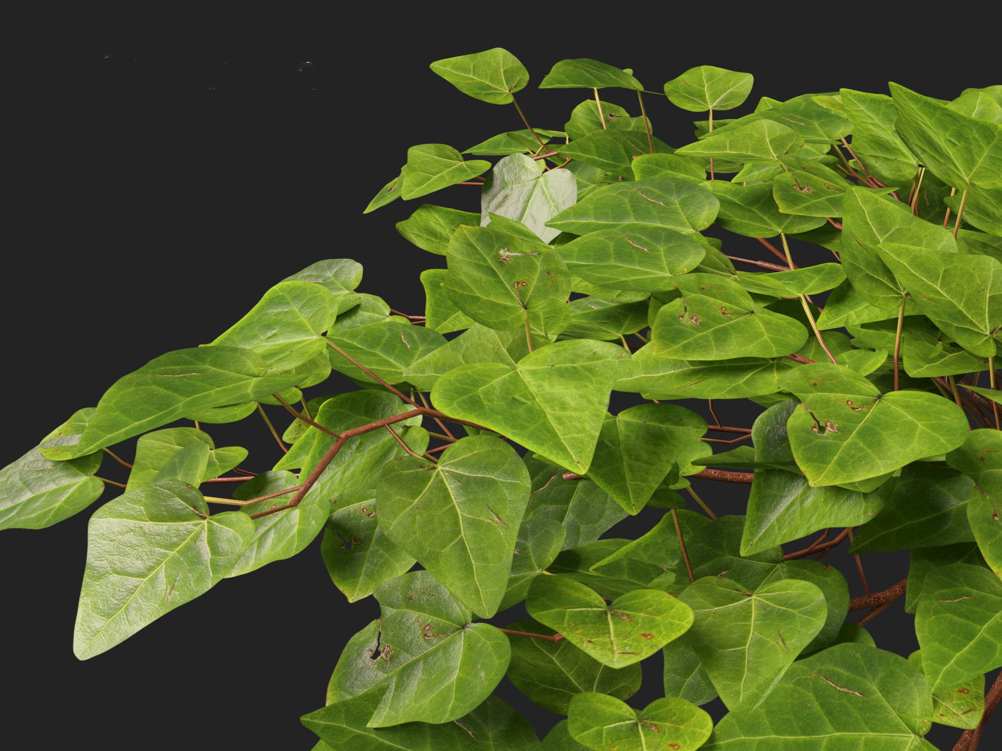 Hedera canariensis - Canarian ivy 3D model_5
