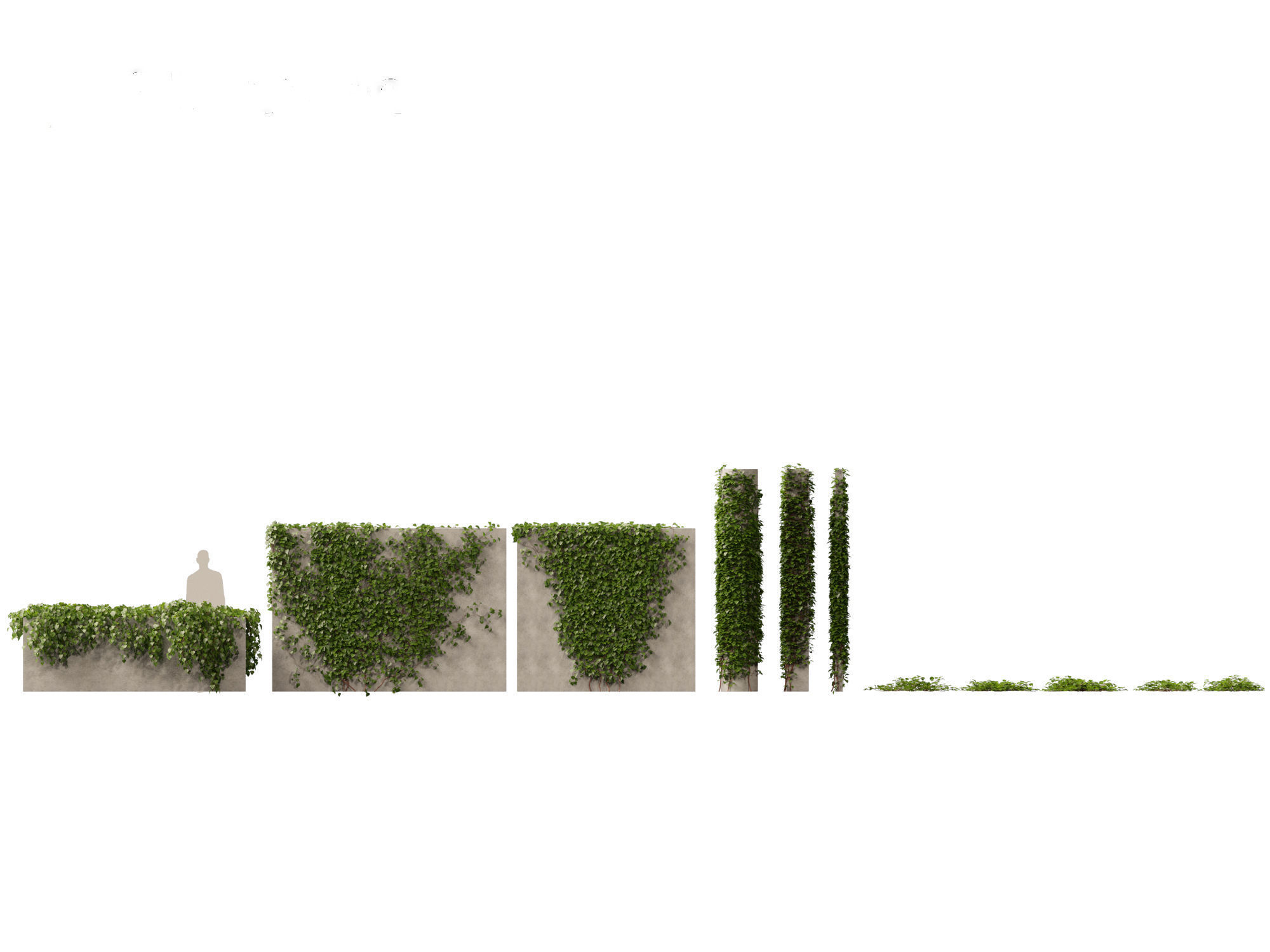 Hedera canariensis - Canarian ivy 3D model_1