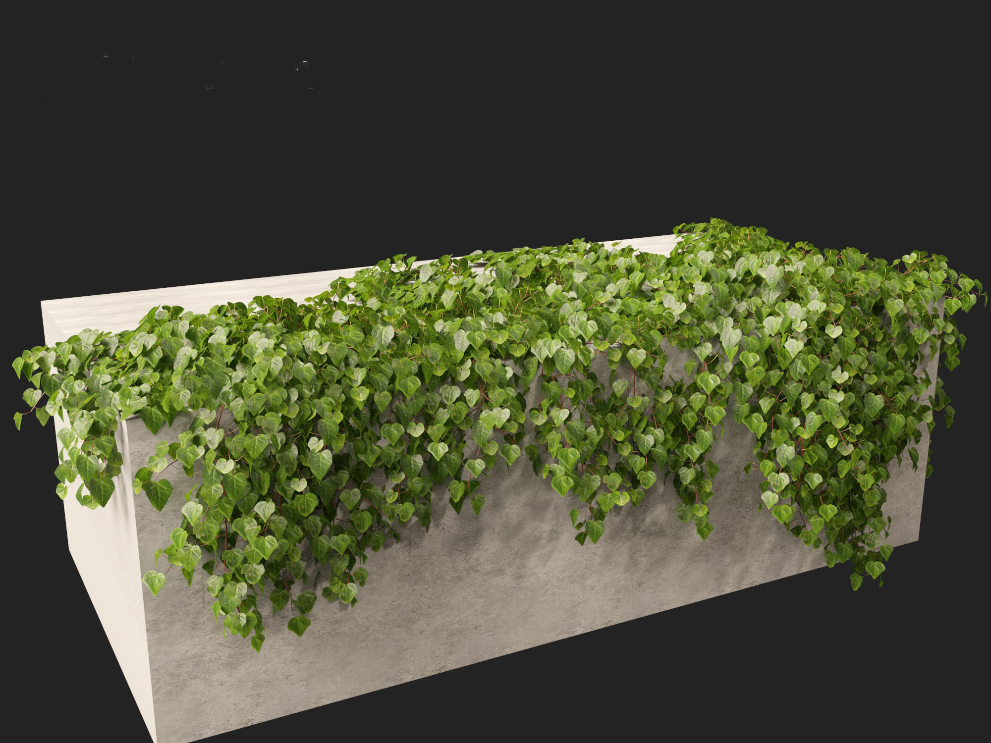 Hedera canariensis - Canarian ivy 3D model_8