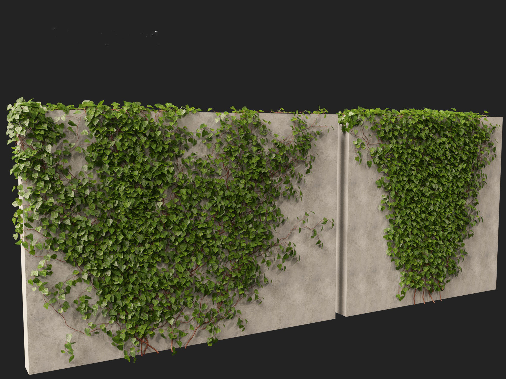 Hedera canariensis - Canarian ivy 3D model_10