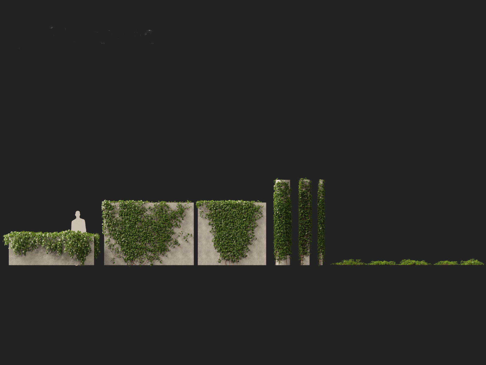 Hedera canariensis - Canarian ivy 3D model_6