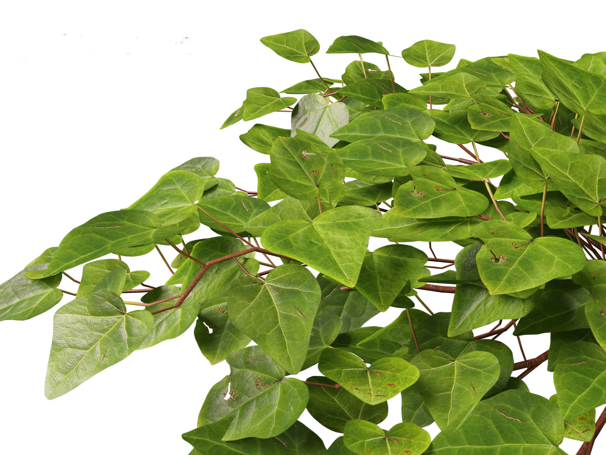 Hedera canariensis - Canarian ivy 3D model_4