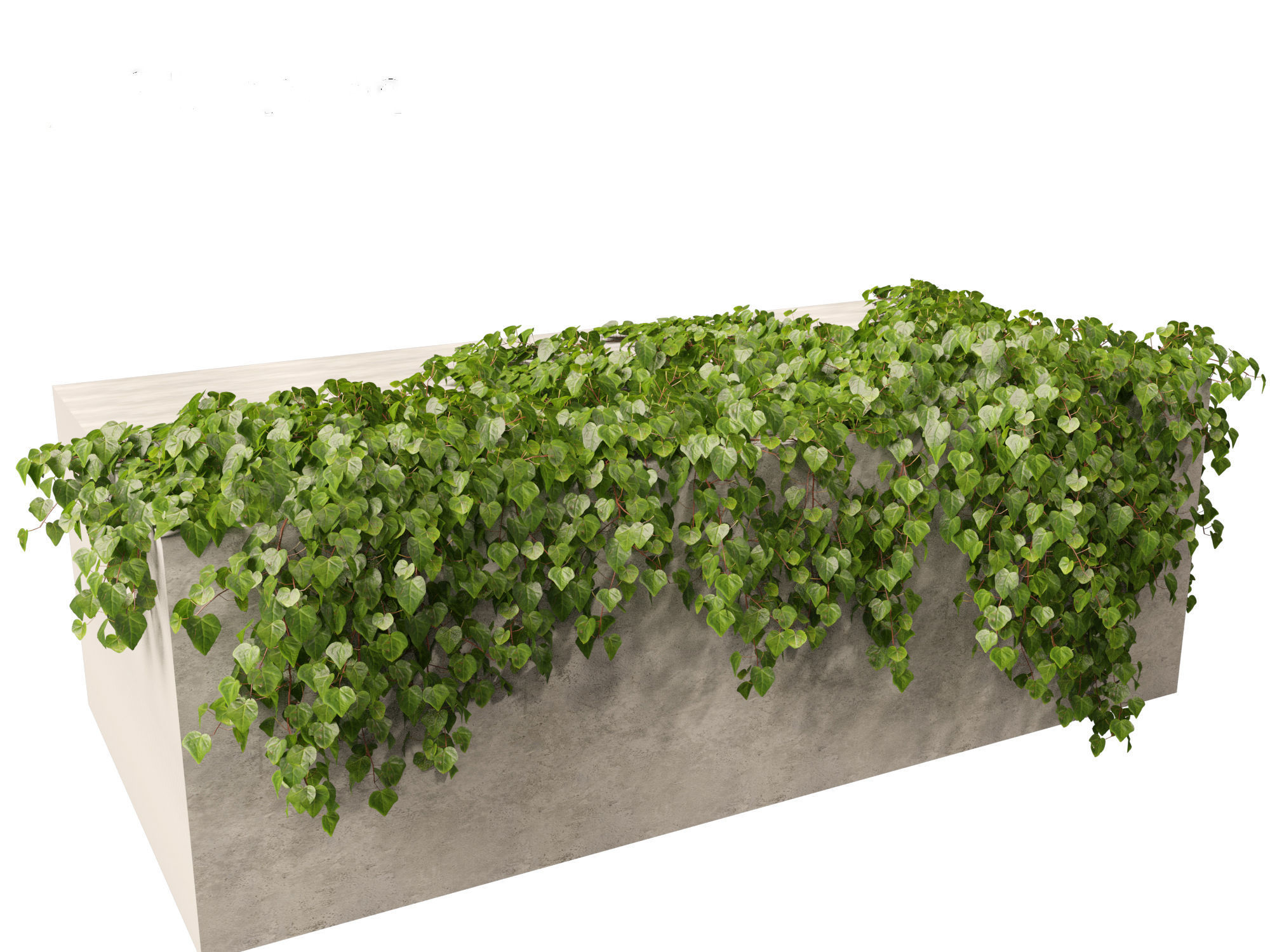 Hedera canariensis - Canarian ivy 3D model_7