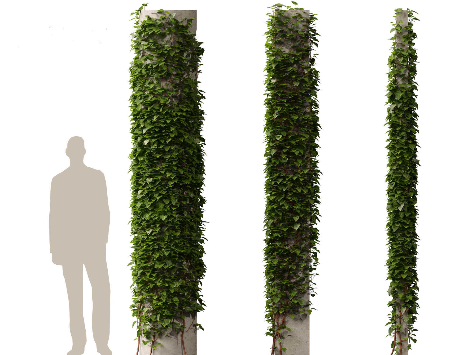 Hedera canariensis - Canarian ivy 3D model_11