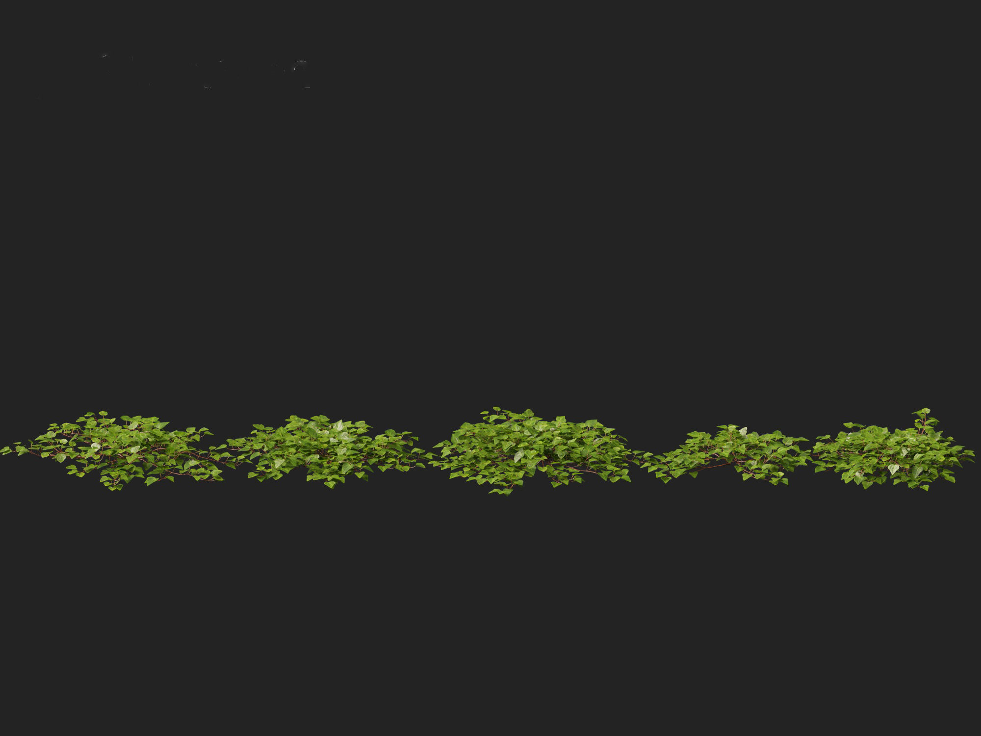 Hedera canariensis - Canarian ivy 3D model_2