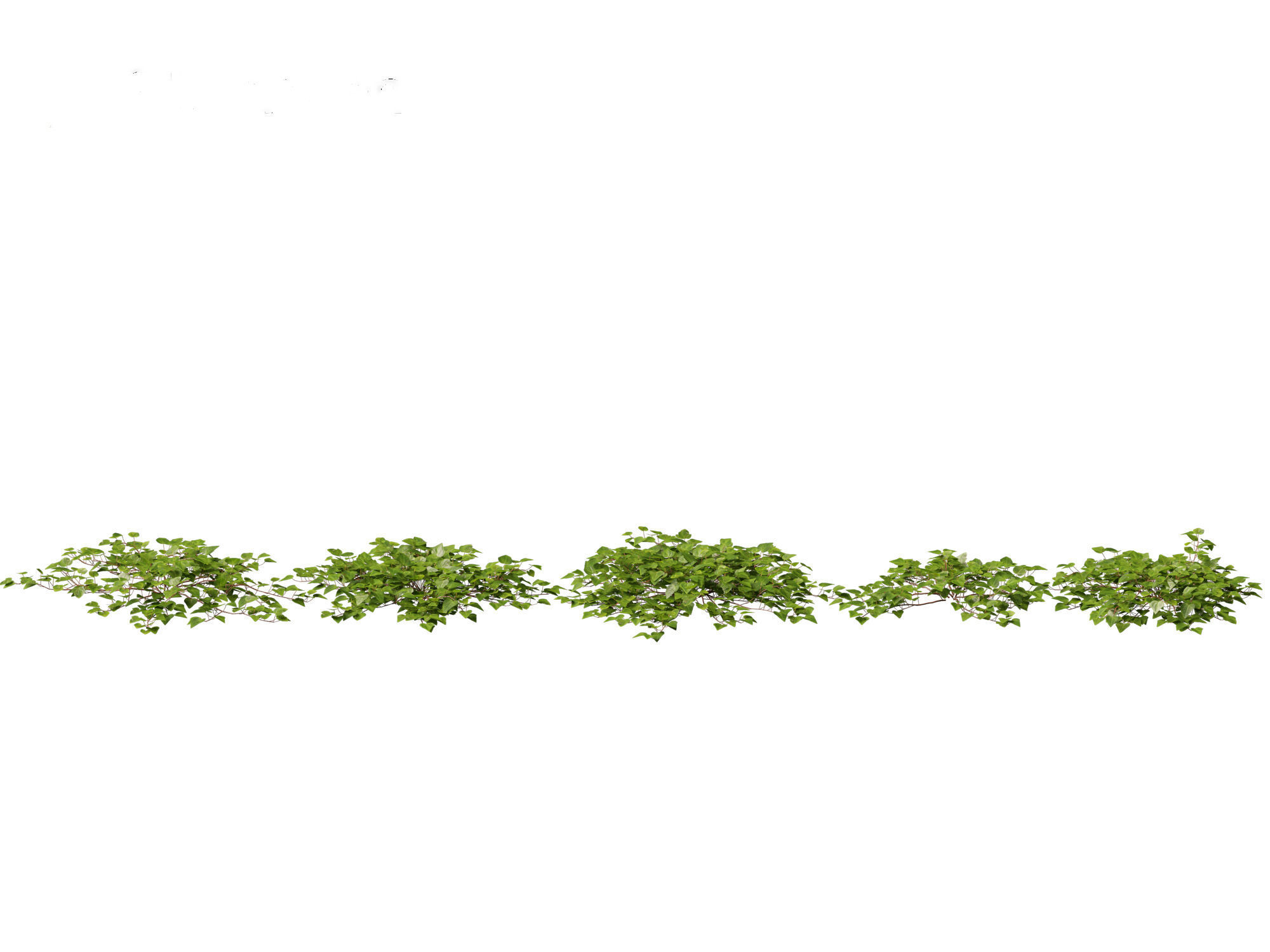 Hedera canariensis - Canarian ivy 3D model_13