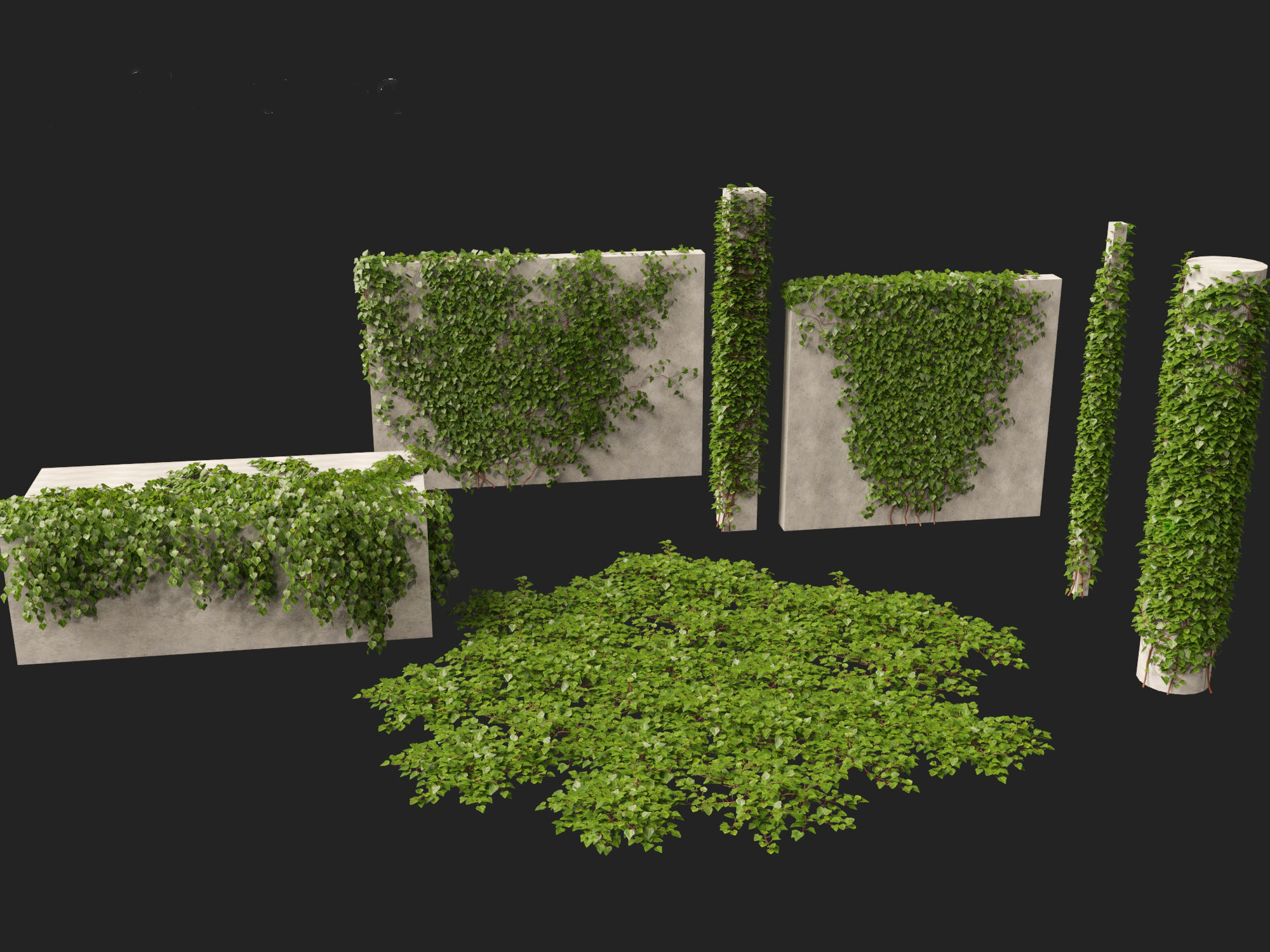 Hedera canariensis - Canarian ivy 3D model_3