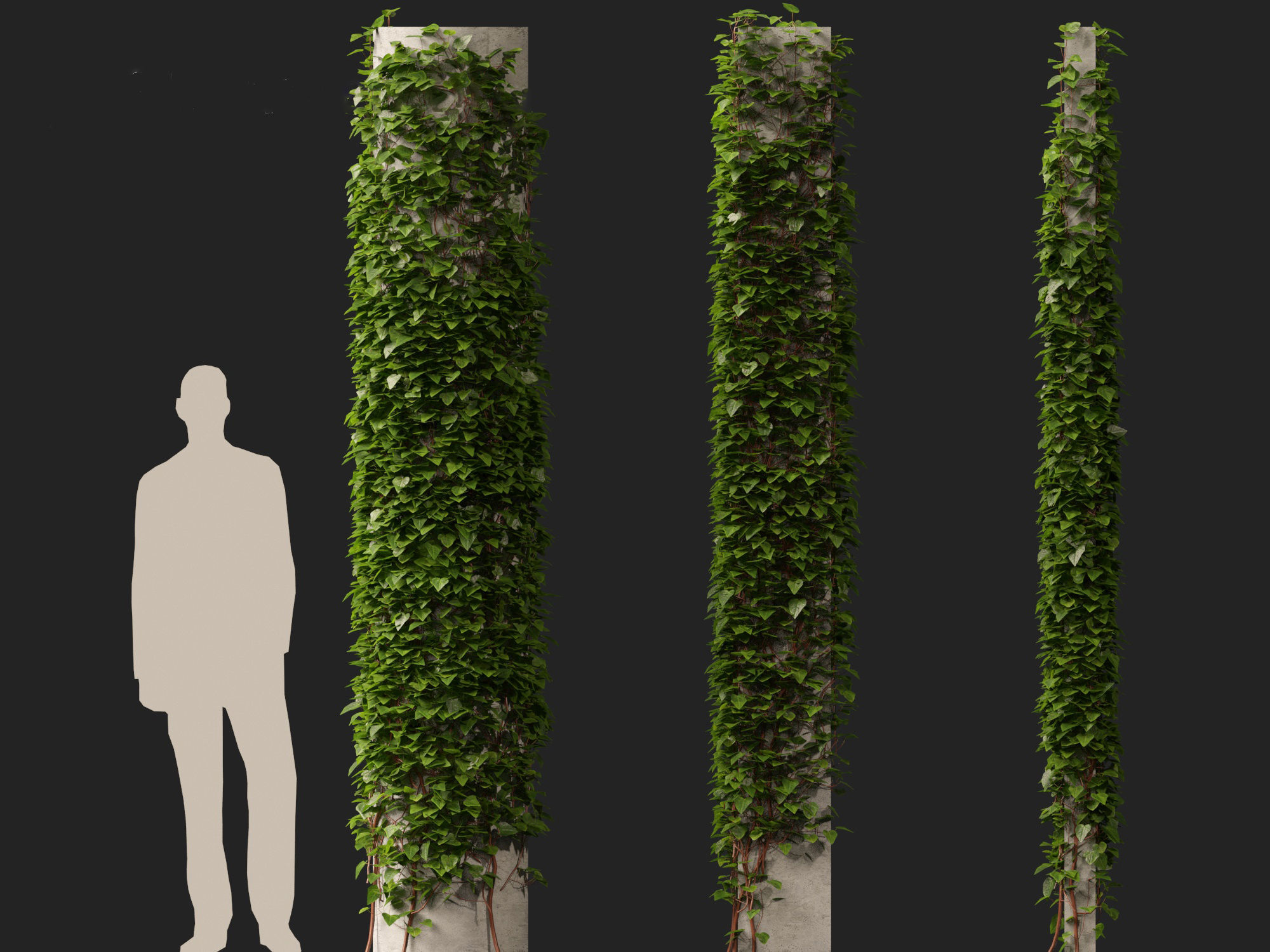 Hedera canariensis - Canarian ivy 3D model_12