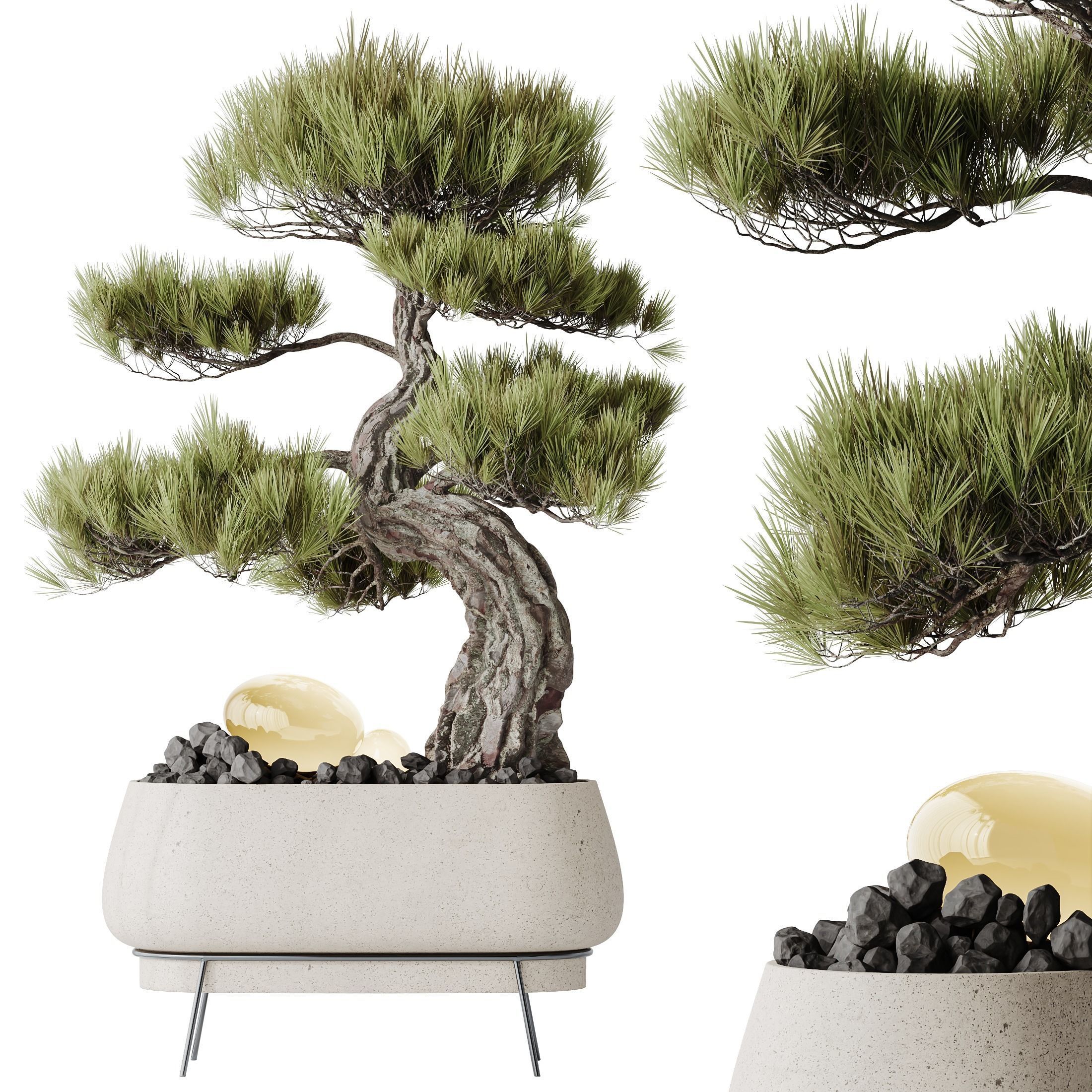 HQ HousePlants Bonsai Pinus Pentaphylla Thunbergii 3D model_1
