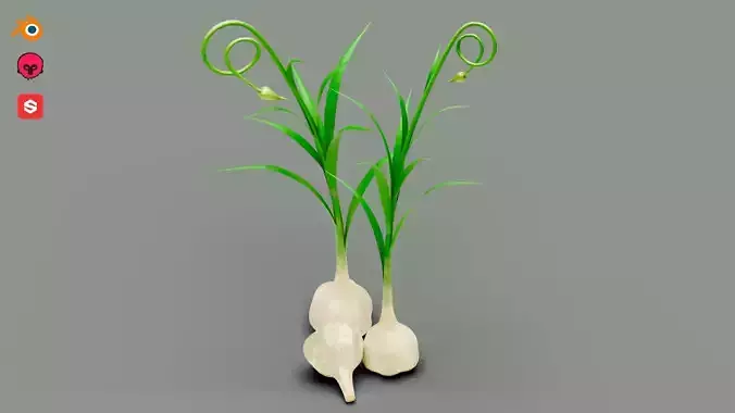 Garlic Plant