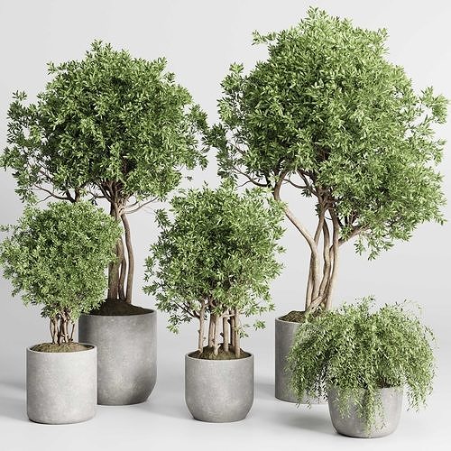 Collection indoor outdoor plant 430 plant tree vase  3D model